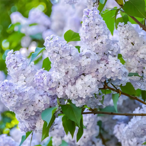 Сирень обыкновенная Нежность