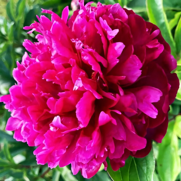 Саженцы Пион Red Sarah Bernhardt (Ред Сара Бернард)