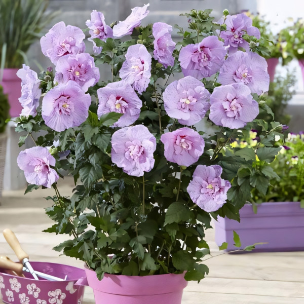 Гибискус сирийский Лавендер Шифон
