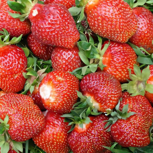 Клубника (крупноплодная) Ламбада 5 шт. в упаковке