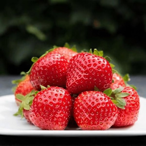 Клубника  Бравура ремонтантная  (упаковка 5 шт.)