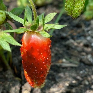 Клубника  Дар  (упаковка 5 шт.)