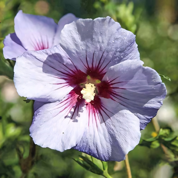 Гибискус сирийский Ойзеа Блю