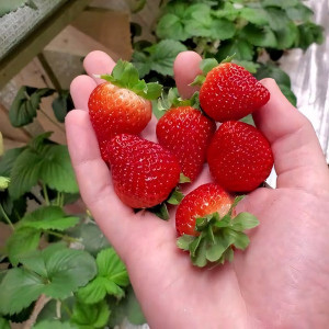 Клубника  Сопрано ремонтантная  (упаковка 5 шт.)