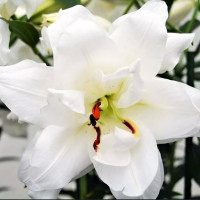  Лилия восточная Lotus Pure (Лотус Пьюр)