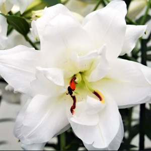  Лилия восточная Lotus Pure (Лотус Пьюр)