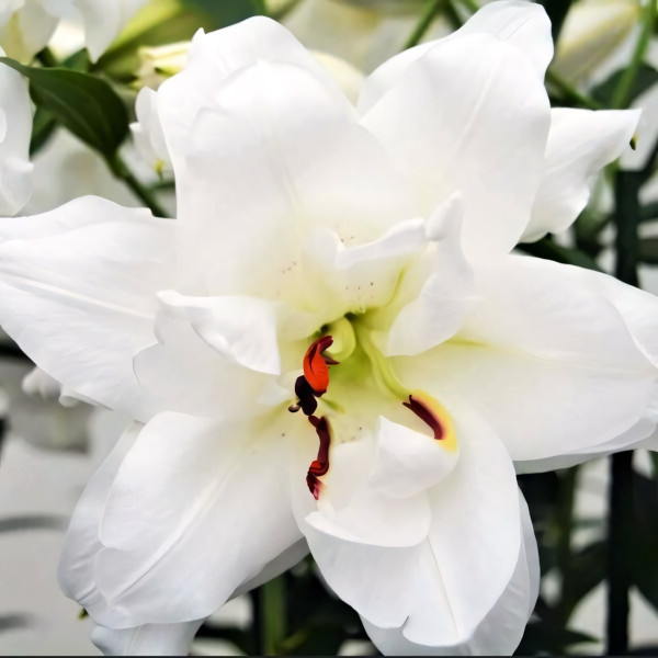  Лилия восточная Lotus Pure (Лотус Пьюр)