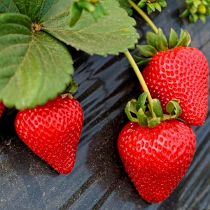 Клубника  Майя, 5шт.