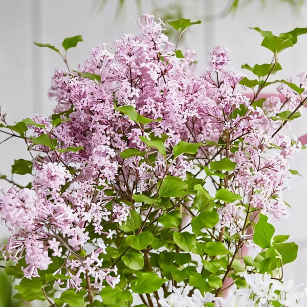 Сирень Джози