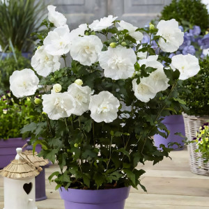 Гибискус сирийский Вайт Шифон