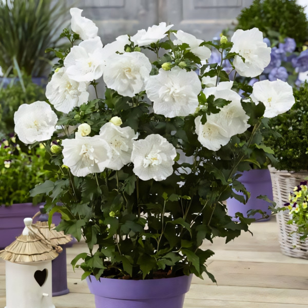 Гибискус сирийский Вайт Шифон