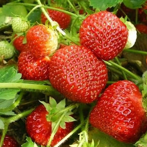 Клубника  Антея  (упаковка 5 шт.)