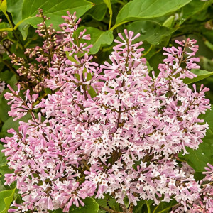 Сирень Мисс Ким