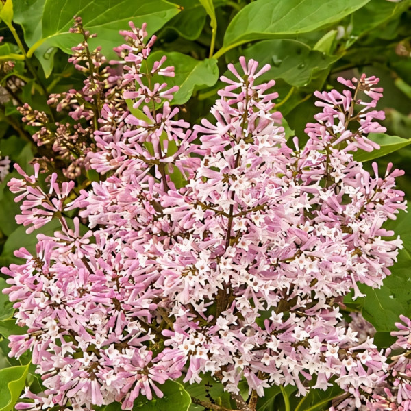 Сирень Мисс Ким