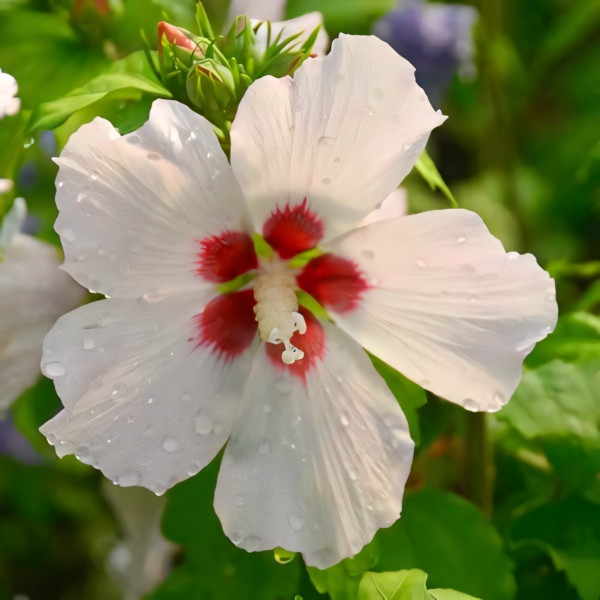 Гибискус сирийский Матильда