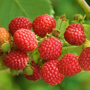 Саженцы Малина красная Квелли