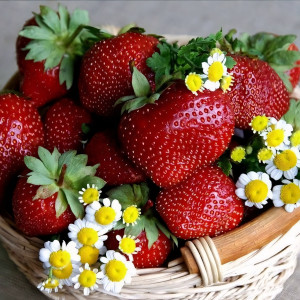 Клубника  Олимпия  (упаковка 5 шт.)