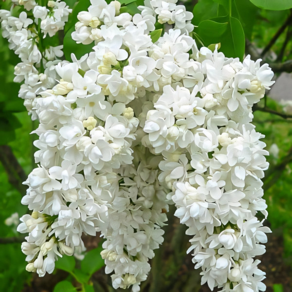 Сирень обыкновенная Мисс Элен Вилмот