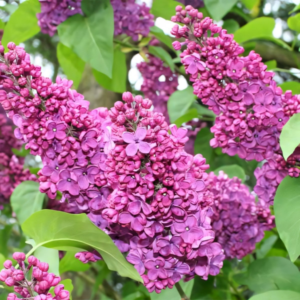 Сирень Чарльз Джоли