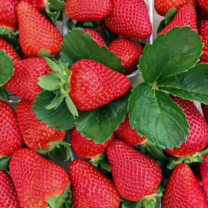 Клубника (крупноплодная) Квики 5 шт. в упаковке
