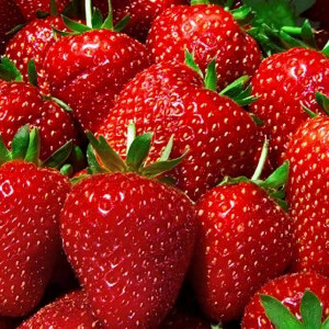 Клубника  Флоренс  (упаковка 5 шт.)