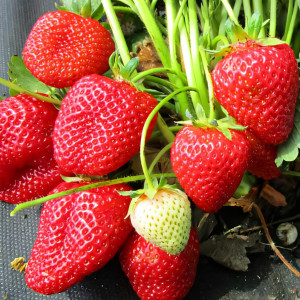 Клубника (крупноплодная) Талия 5 шт. в упаковке