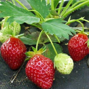 Клубника (крупноплодная) Индука 5 шт. в упаковке