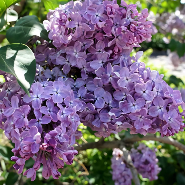 Сирень обыкновенная Мечта