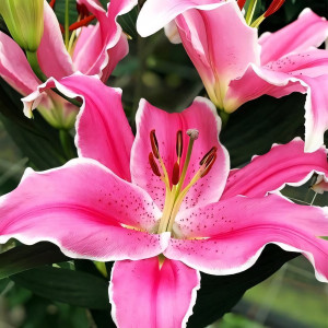  Лилия восточная Marlon (Марлон)