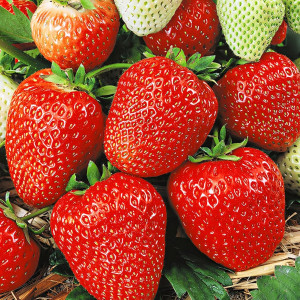 Клубника (крупноплодная) Кокинская ранняя 5 шт. в упаковке