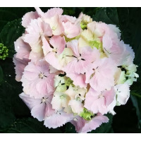 Гортензия крупнолистная Sinderella (Синдерела)
