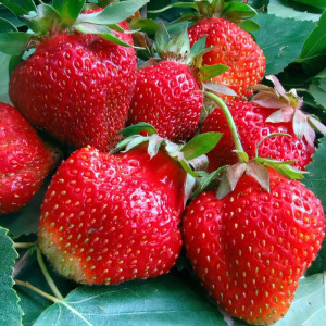Клубника ремонтантная (крупноплодная) Аромас 5 шт. в упаковке