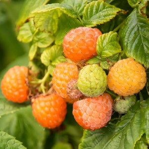 Саженцы Малина желтая Фолголд