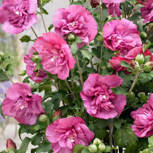 Гибискус Маджента Шифон