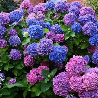 Гортензия крупнолистная Bouquet Rose (Букет Роуз)
