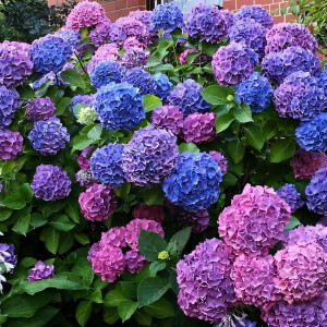 Гортензия крупнолистная Bouquet Rose (Букет Роуз)