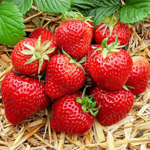 Клубника (крупноплодная) Зенга Зенгана 5 шт. в упаковке