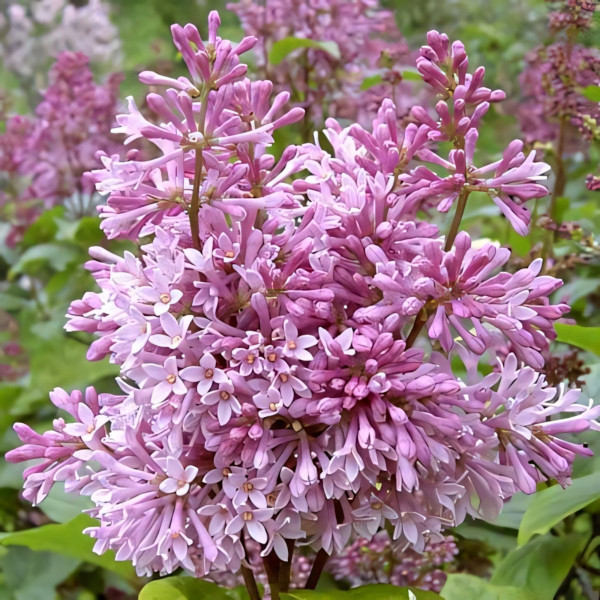 Сирень Минуэт