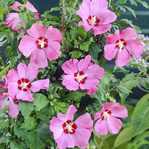 Гибискус сирийский Вудбридж