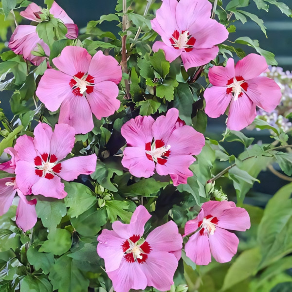 Гибискус сирийский Вудбридж