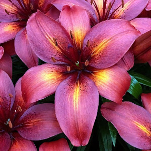  Лилия азиатская Tropical Joy (Тропикал Джой)