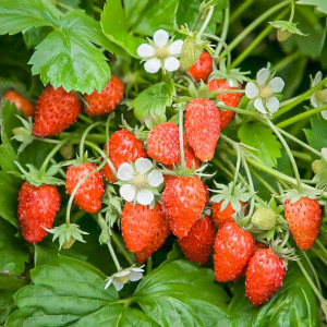 Клубника (мелкоплодная) Барон Солемахер 5 шт. в упаковке