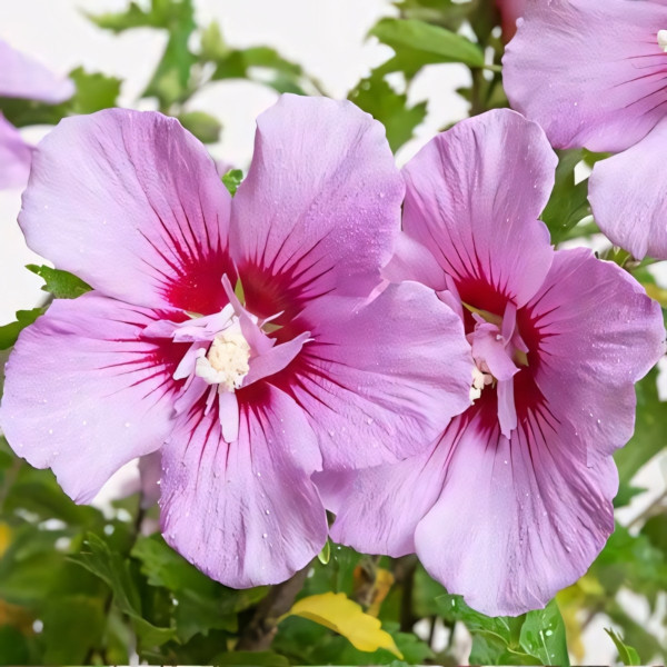 Гибискус сирийский Майке