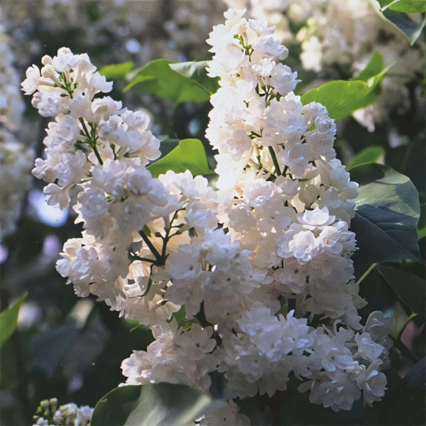 Сирень обыкновенная Сент Маргарет