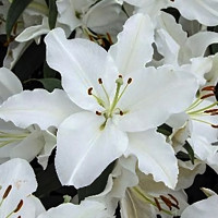  Лилия восточная White Romance (Уайт Романс)