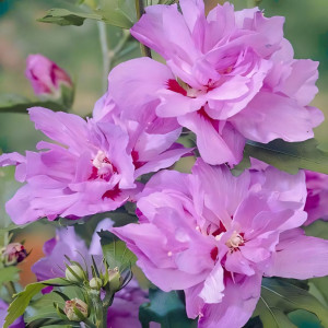 Гибискус сирийский Арденс