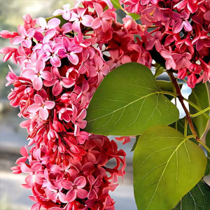 Сирень Ред Пикси