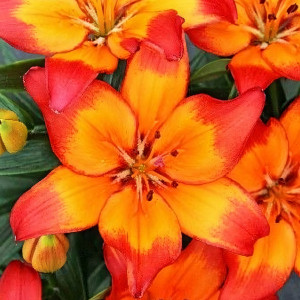 Лилия Tangerine Dzhoy (Танджерин Джой)