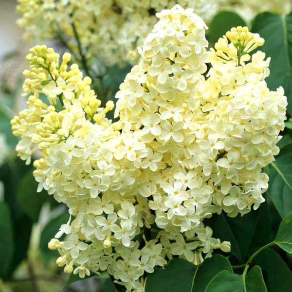 Сирень обыкновенная Примроуз