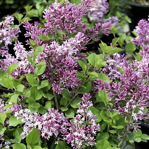 Сирень Роялти